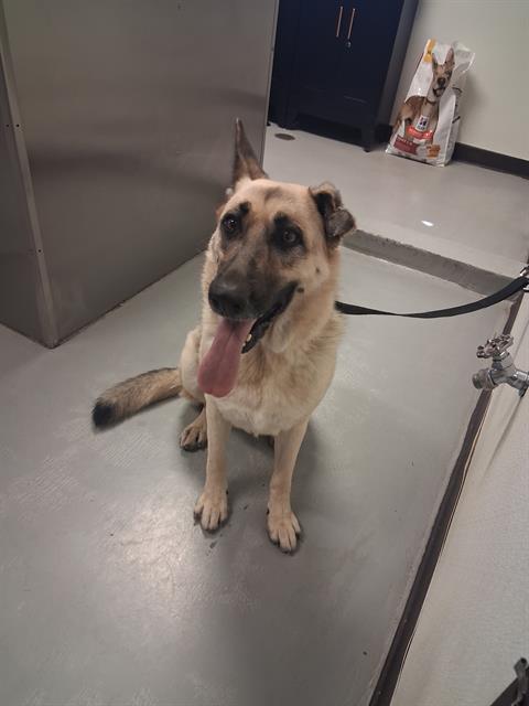 ROXY, a dog for adoption from Bakersfield Animal Care Center