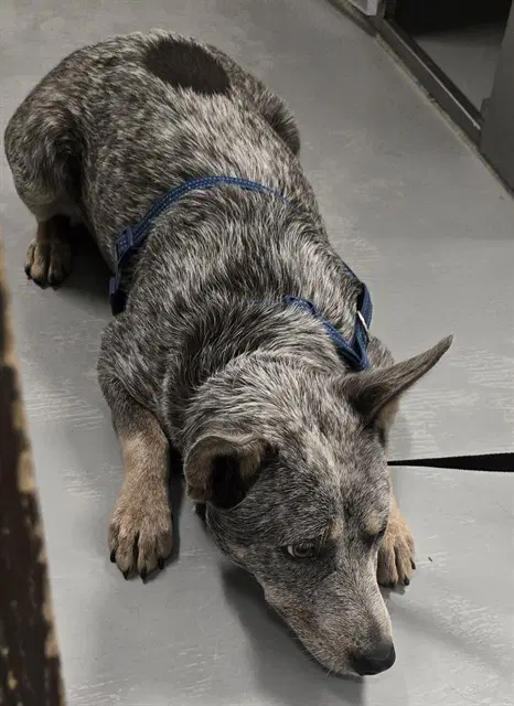 Penny - Australian Cattle Dog/Blue Heeler