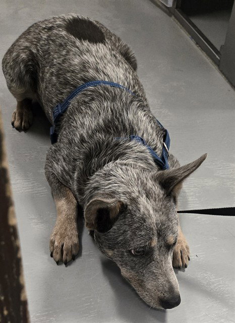 PENNY, a dog for adoption from Bakersfield Animal Care Center