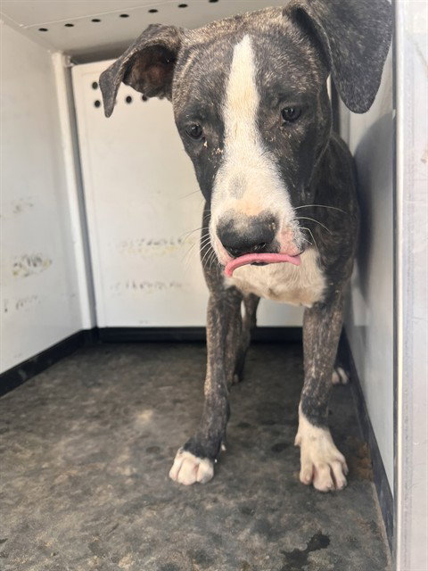 A170754, a dog for adoption from Bakersfield Animal Care Center