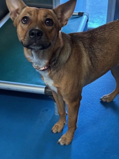A171777, a dog for adoption from Bakersfield Animal Care Center