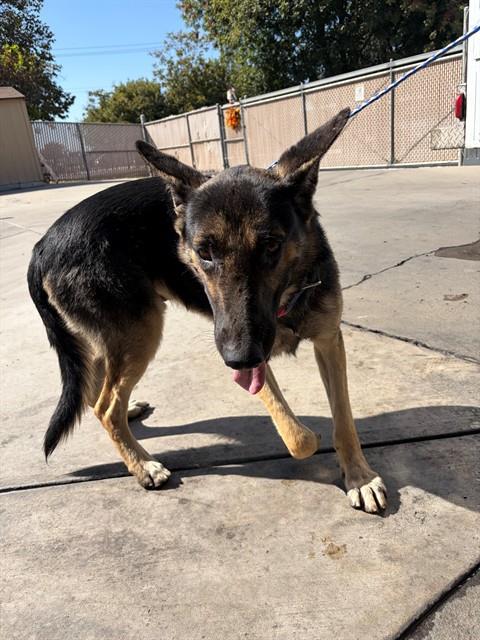 A171791, a dog for adoption from Bakersfield Animal Care Center