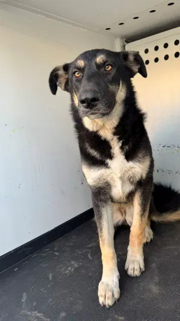 Unknown - German Shepherd Dog