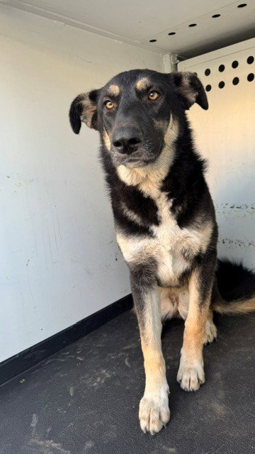 A171792, a dog for adoption from Bakersfield Animal Care Center