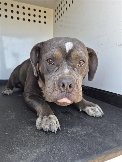 BABY, a dog for adoption from Bakersfield Animal Care Center