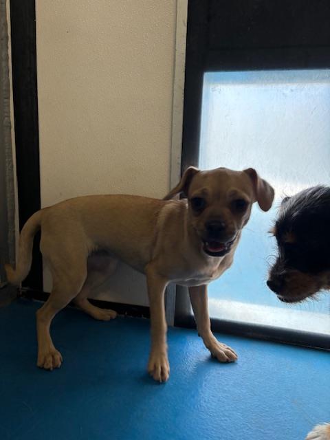 A171788, a dog for adoption from Bakersfield Animal Care Center