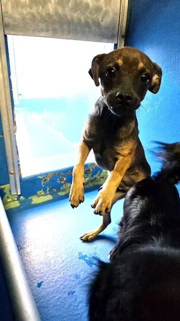 Unknown - Chihuahua