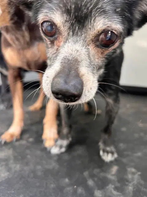 Unknown - Chihuahua