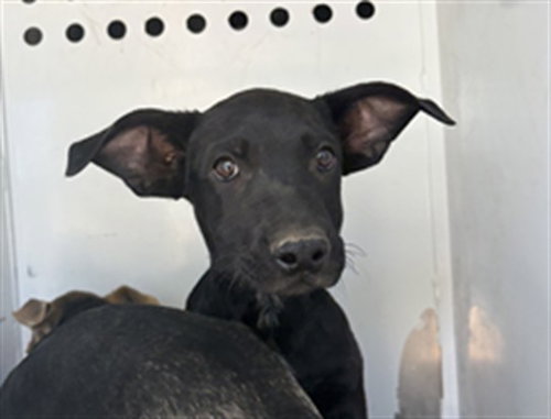 A171814, a dog for adoption from Bakersfield Animal Care Center