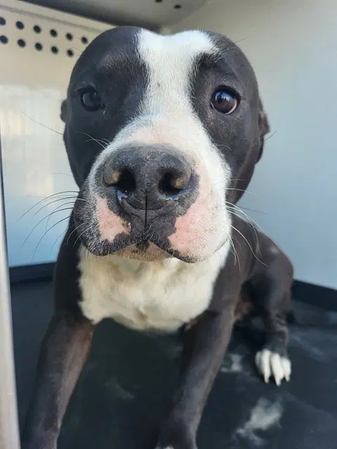 Unknown - Pit Bull Terrier