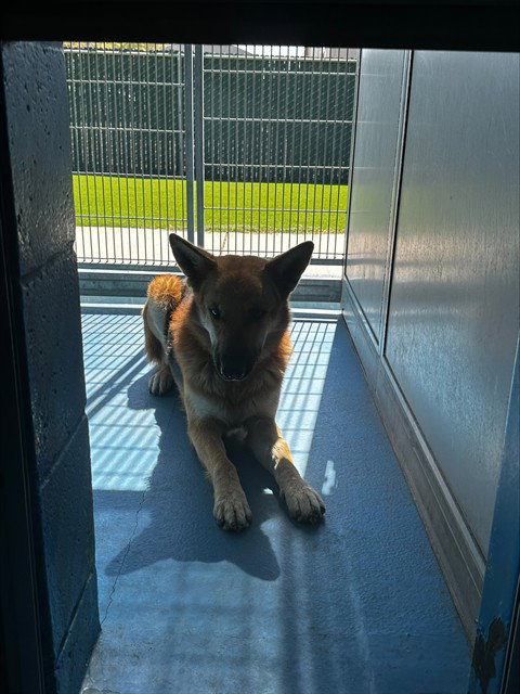 A171831, a dog for adoption from Bakersfield Animal Care Center
