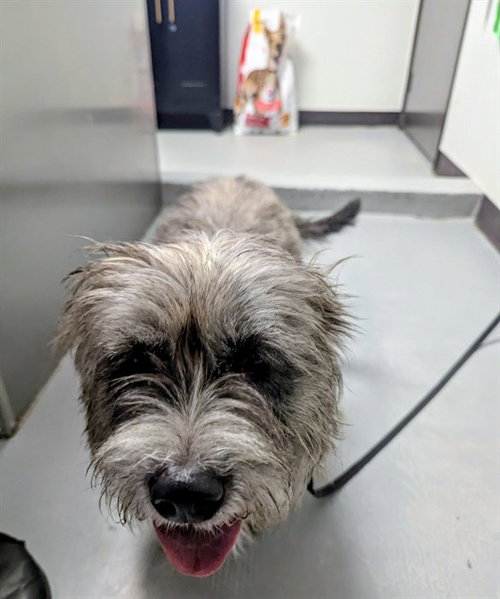 COLERINA, a dog for adoption from Bakersfield Animal Care Center