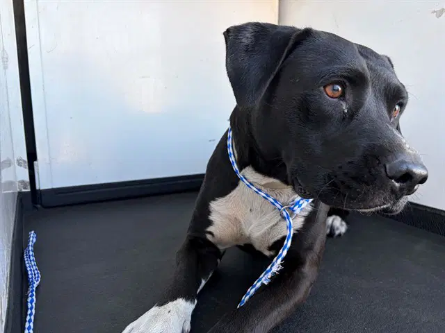 Chuckles - Pit Bull Terrier