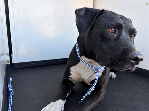 A171821, a dog for adoption from Bakersfield Animal Care Center