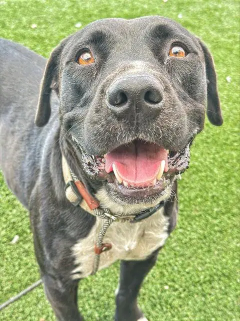 Chuckles - Pit Bull Terrier