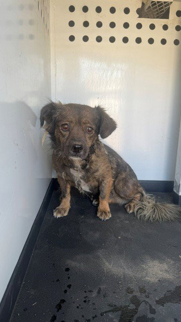 A171836, a dog for adoption from Bakersfield Animal Care Center