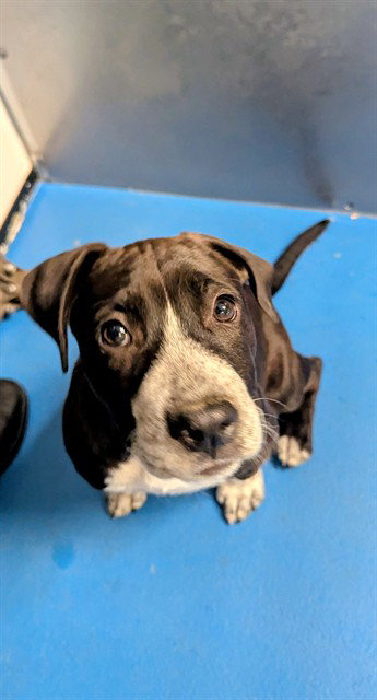 A171853, a dog for adoption from Bakersfield Animal Care Center
