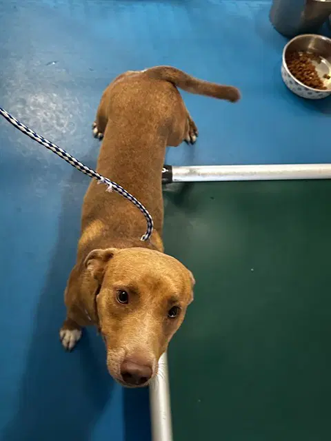 Unknown - Pit Bull Terrier