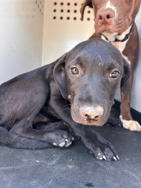 A171893, Labrador Retriever