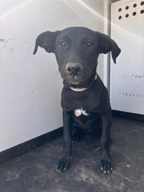 A171894, Labrador Retriever