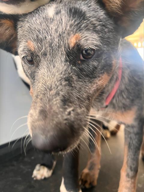 Pumpkin Spice, Queensland Heeler