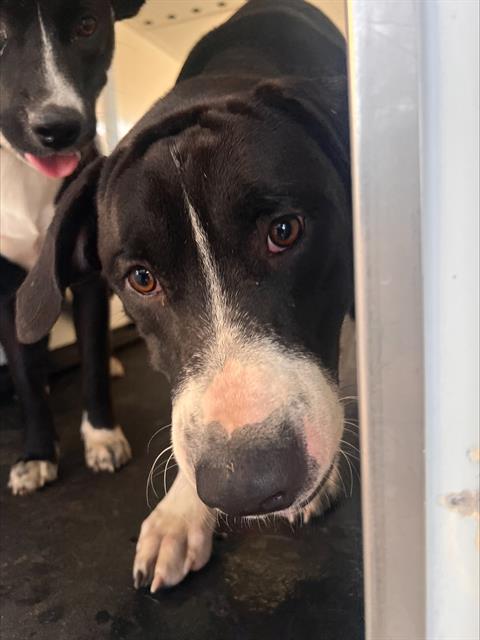 KING, a dog for adoption from Bakersfield Animal Care Center