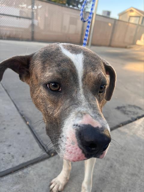 BRUCE, a dog for adoption from Bakersfield Animal Care Center