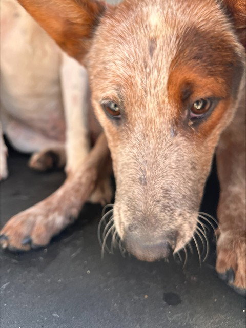 TIGER, a dog for adoption from Bakersfield Animal Care Center