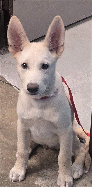A170446, German Shepherd Dog