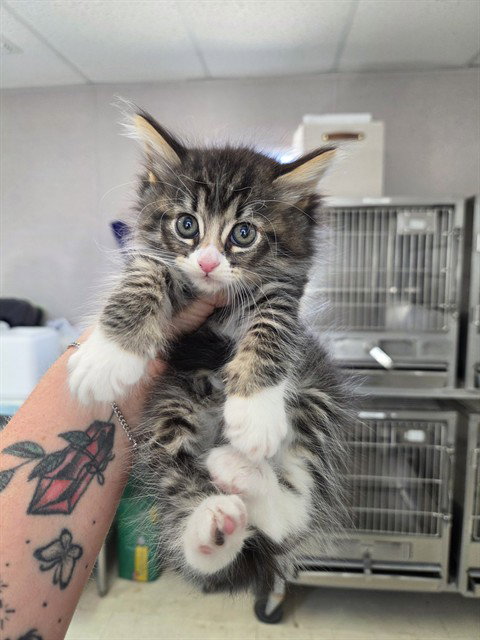 A170611, Domestic Medium Hair