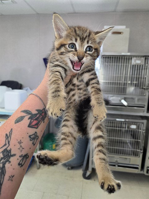 A170614, a cat for adoption from Bakersfield Animal Care Center