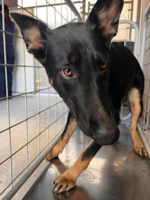 PRINCE CHARMING, a dog for adoption from Bakersfield Animal Care Center