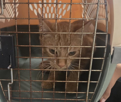 A171856, a cat for adoption from Bakersfield Animal Care Center