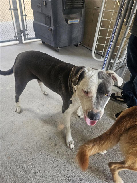 BELLA, a dog for adoption from Bakersfield Animal Care Center
