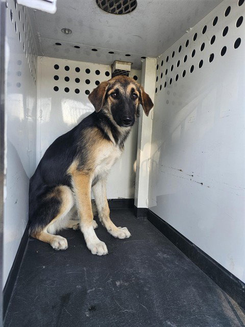 A171858, a dog for adoption from Bakersfield Animal Care Center