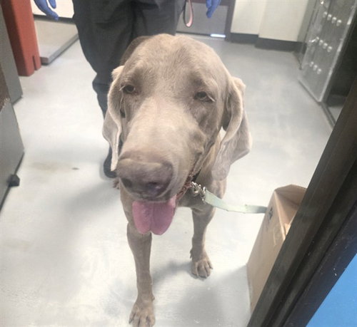 A171863, a dog for adoption from Bakersfield Animal Care Center
