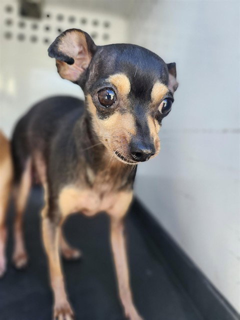 A171865, a dog for adoption from Bakersfield Animal Care Center