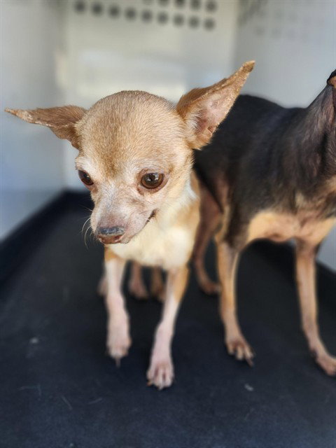 A171866, a dog for adoption from Bakersfield Animal Care Center