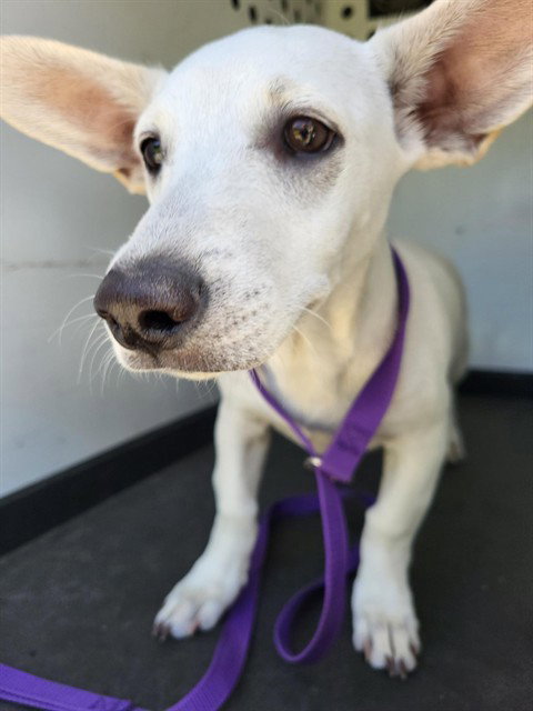 A171888, a dog for adoption from Bakersfield Animal Care Center