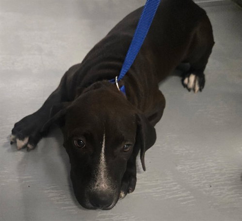 A171084, a dog for adoption from Bakersfield Animal Care Center