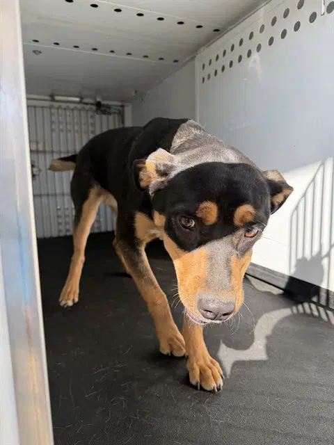 Unknown - Rottweiler