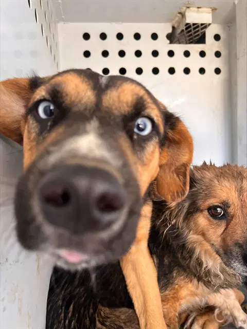 Unknown - German Shepherd Dog