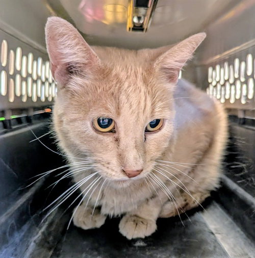 A171881, a cat for adoption from Bakersfield Animal Care Center