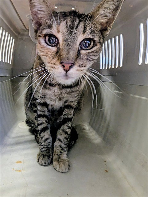A171882, a cat for adoption from Bakersfield Animal Care Center