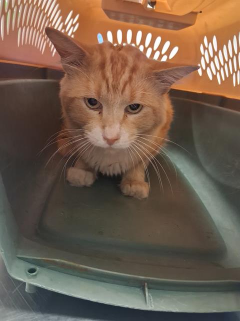 CHARLIE, a cat for adoption from Bakersfield Animal Care Center