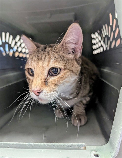 JINX, a cat for adoption from Bakersfield Animal Care Center