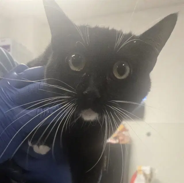 Noel - Domestic Short Hair
