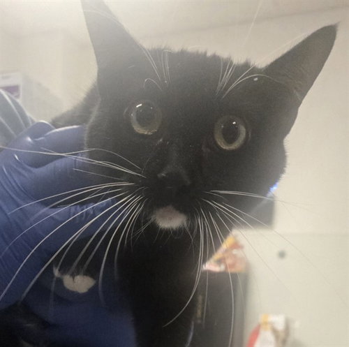 NOEL, a cat for adoption from Bakersfield Animal Care Center