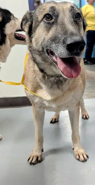Nila - German Shepherd Dog