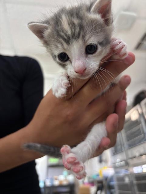 A170971, a cat for adoption from Bakersfield Animal Care Center